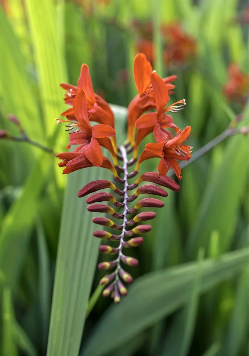 Un simbolo del paradiso - Fiore tropicale rosso tela con Cornice a cassetta da Curious Collections by Marielle Leenders