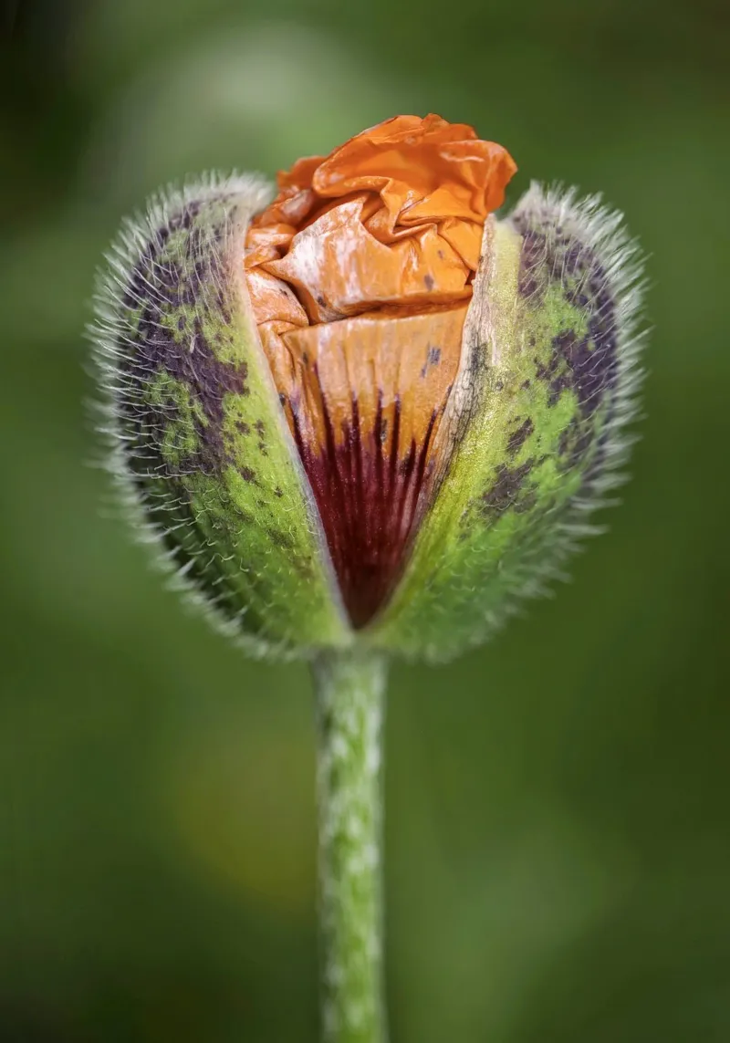 The Promise of Vibrant Bloom - Red Poppy Bud pellicola backlit da Curious Collections by Marielle Leenders