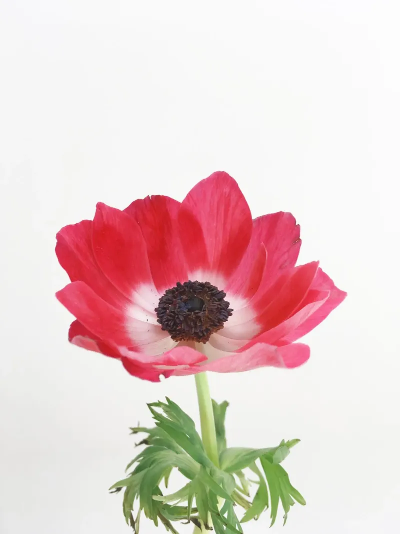 Anemone rosso pellicola backlit da Cassia Beck Photography