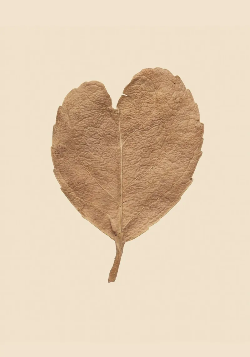 Amore duraturo - Foglie secche a forma di cuore pellicola backlit da Curious Collections by Marielle Leenders