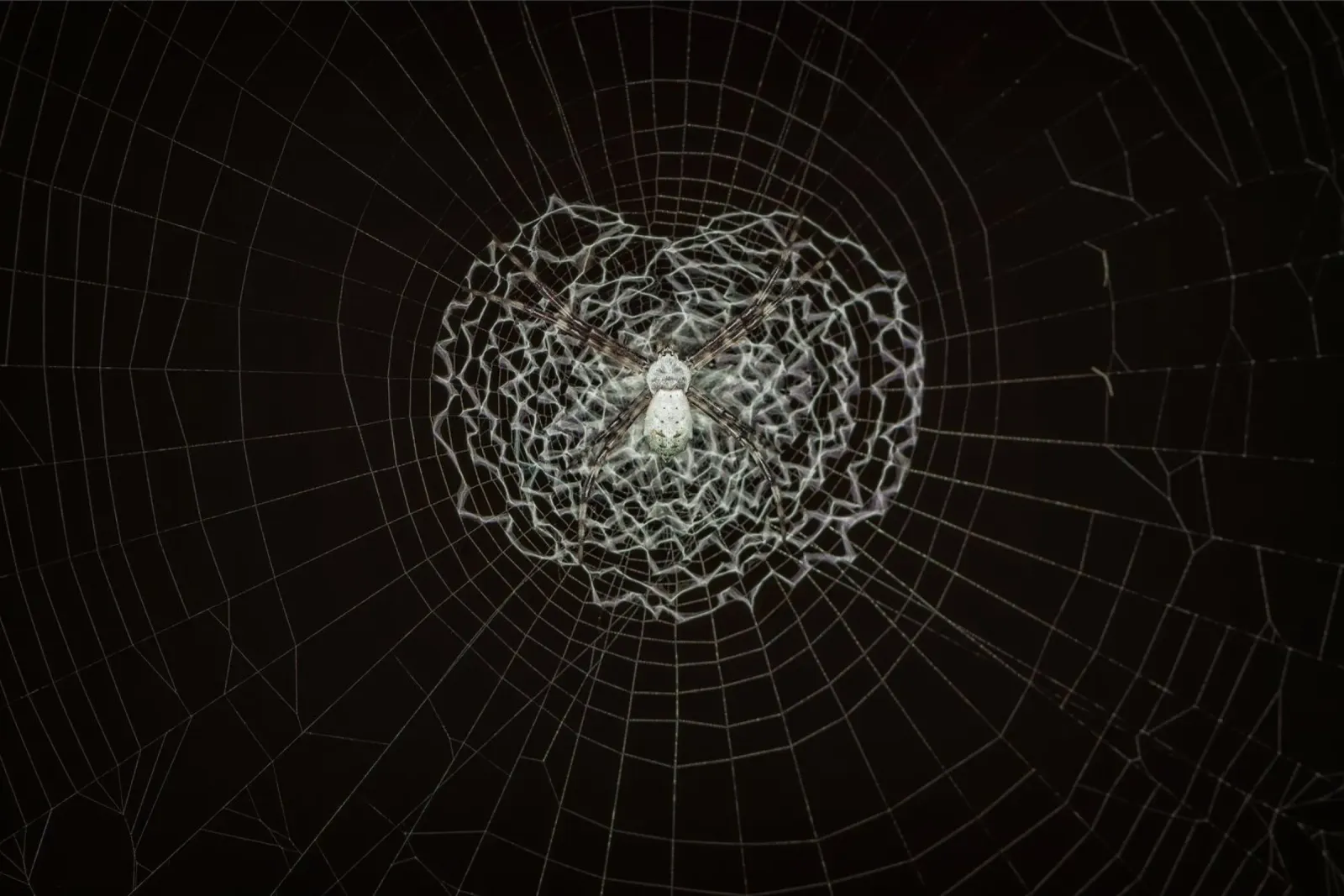 Ein Netz der Liebe - Die Spinne webt das Netz der Liebe Alu-Dibond von Curious Collections by Marielle Leenders