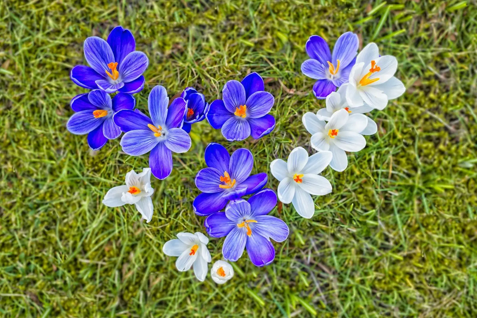 Amore di primavera - Crochi a forma di cuore pellicola backlit da Curious Collections by Marielle Leenders