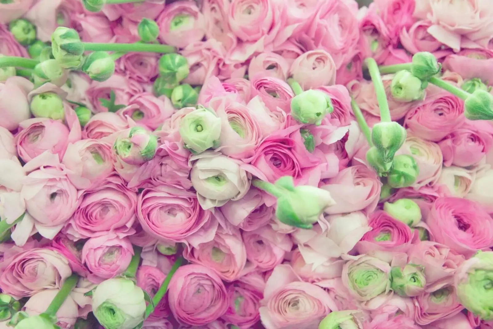 Ranunculus Light backlit film by Catherine McDonald