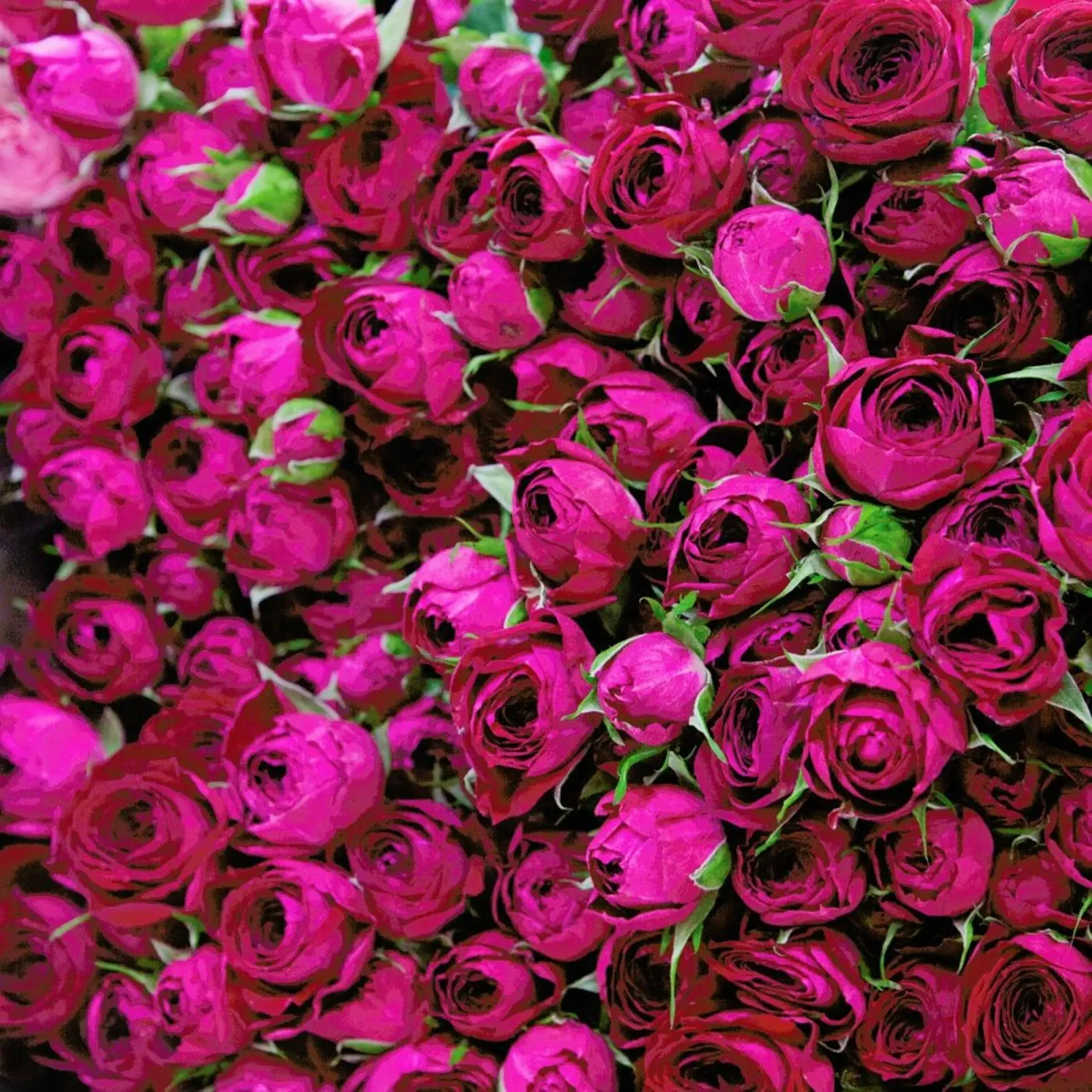 Ranunculus carta hahnemühle da Catherine McDonald