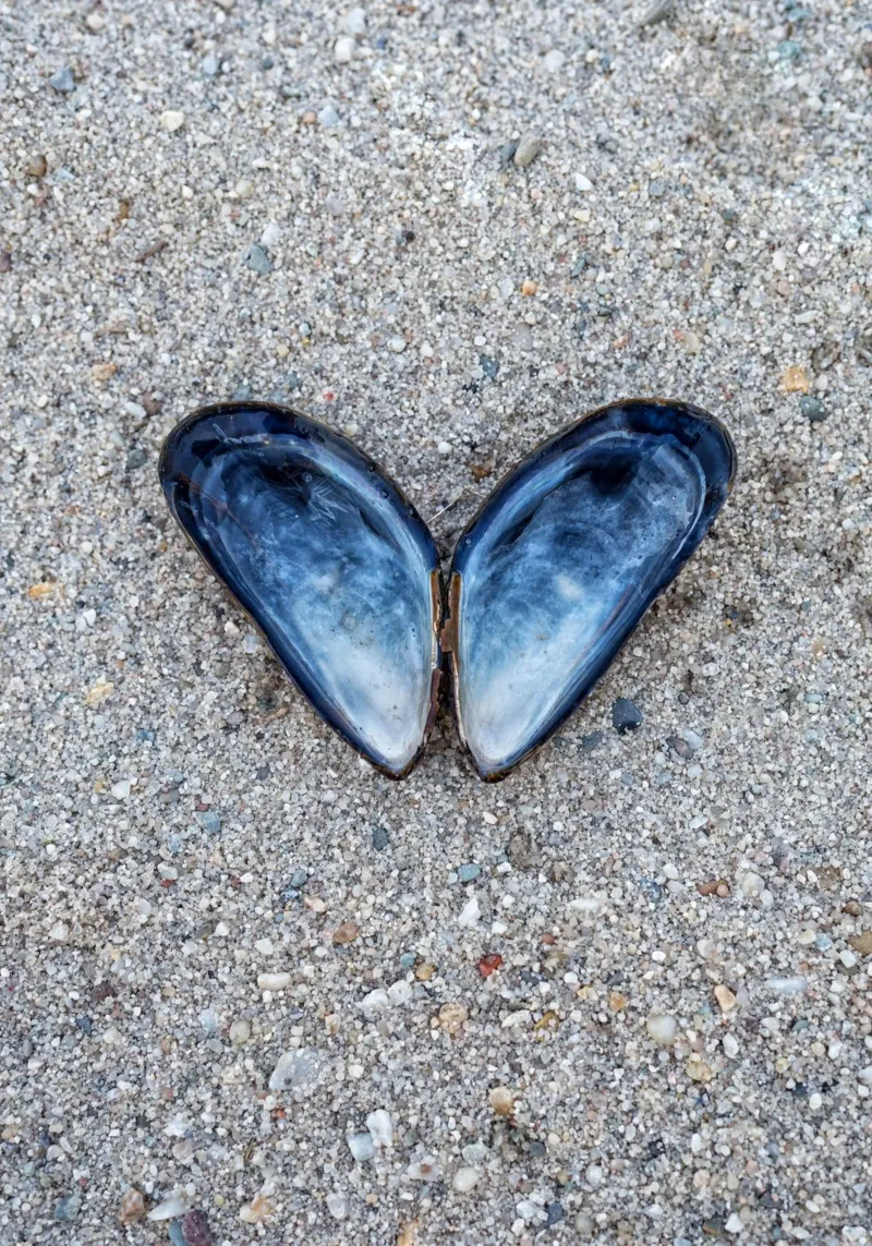 Il cuore dell'oceano - Due cozze che formano un cuore tela con Cornice a cassetta da Curious Collections by Marielle Leenders