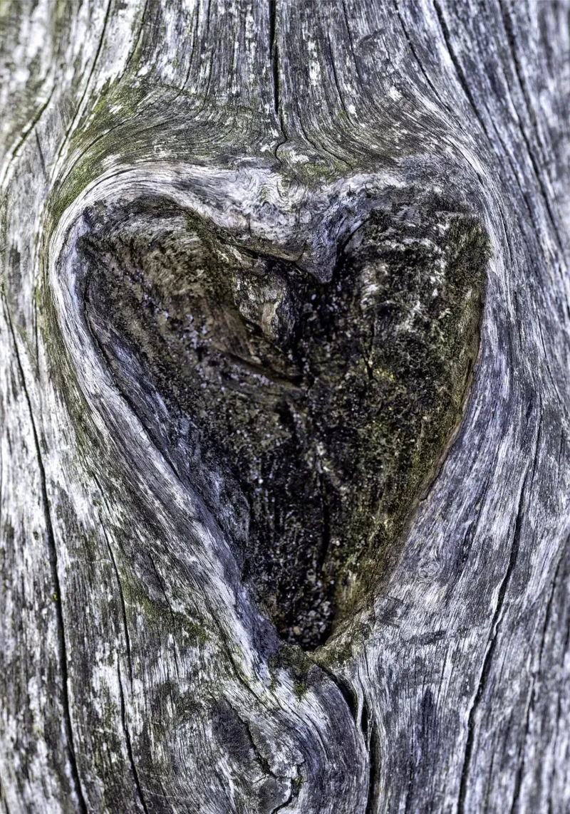 Un cuore nella foresta - La cavità dell'albero che simboleggia l'amore tela con Cornice a cassetta da Curious Collections by Marielle Leenders