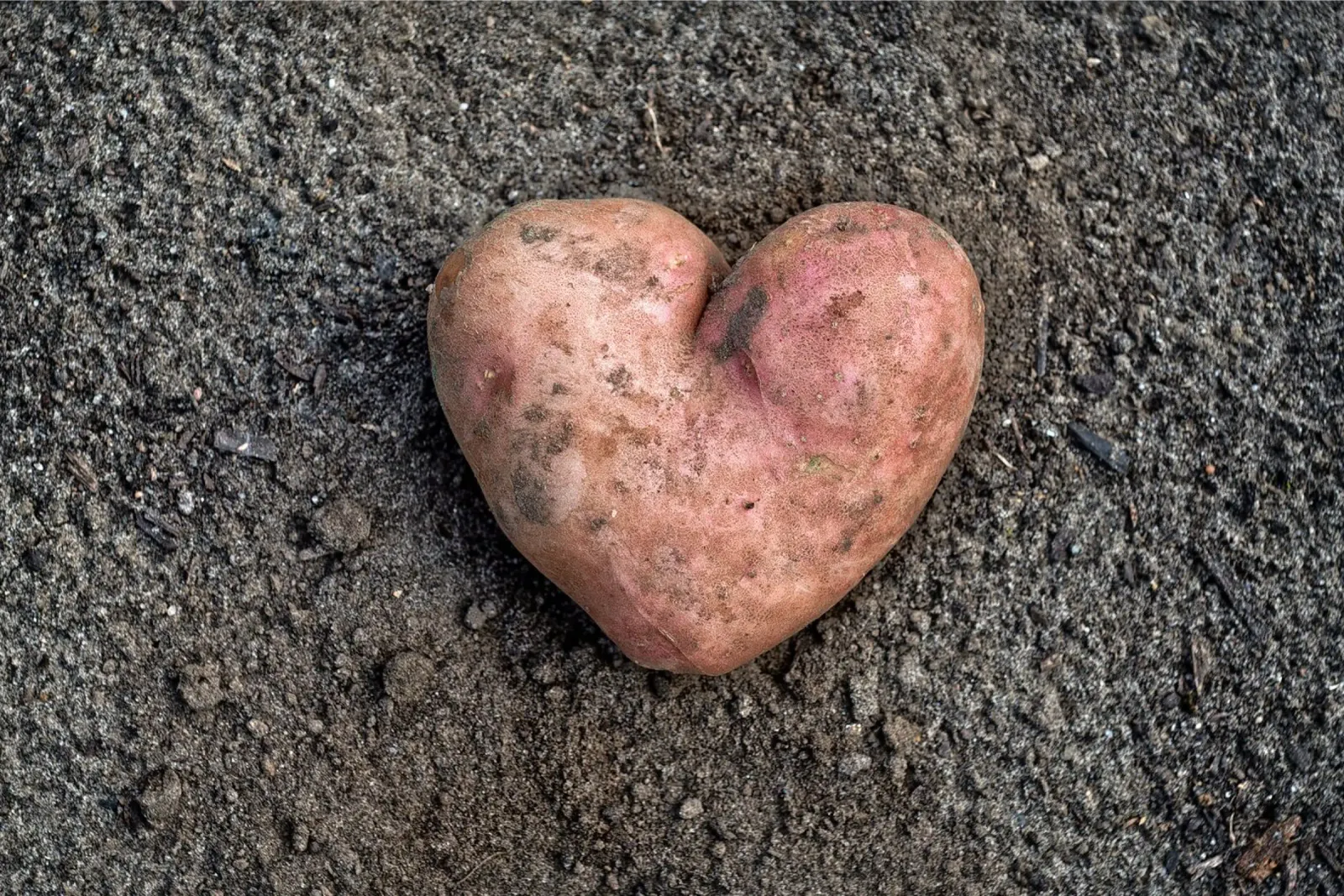 Simbolo di amore e nutrimento - Patata dolce a forma di cuore carta hahnemühle da Curious Collections by Marielle Leenders