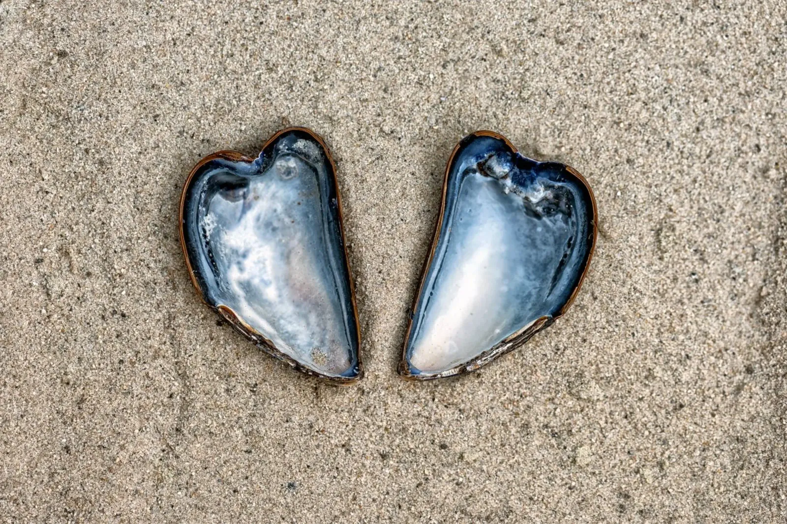 Un symbole d'amour et d'unité - Deux moules en forme de cœur hahnemühle de Curious Collections by Marielle Leenders