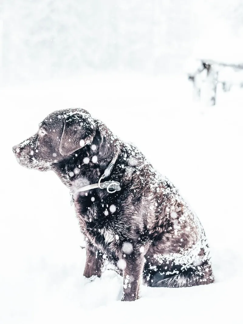 Cane d'inverno - Fedeltà sulla neve pellicola backlit da Whole©