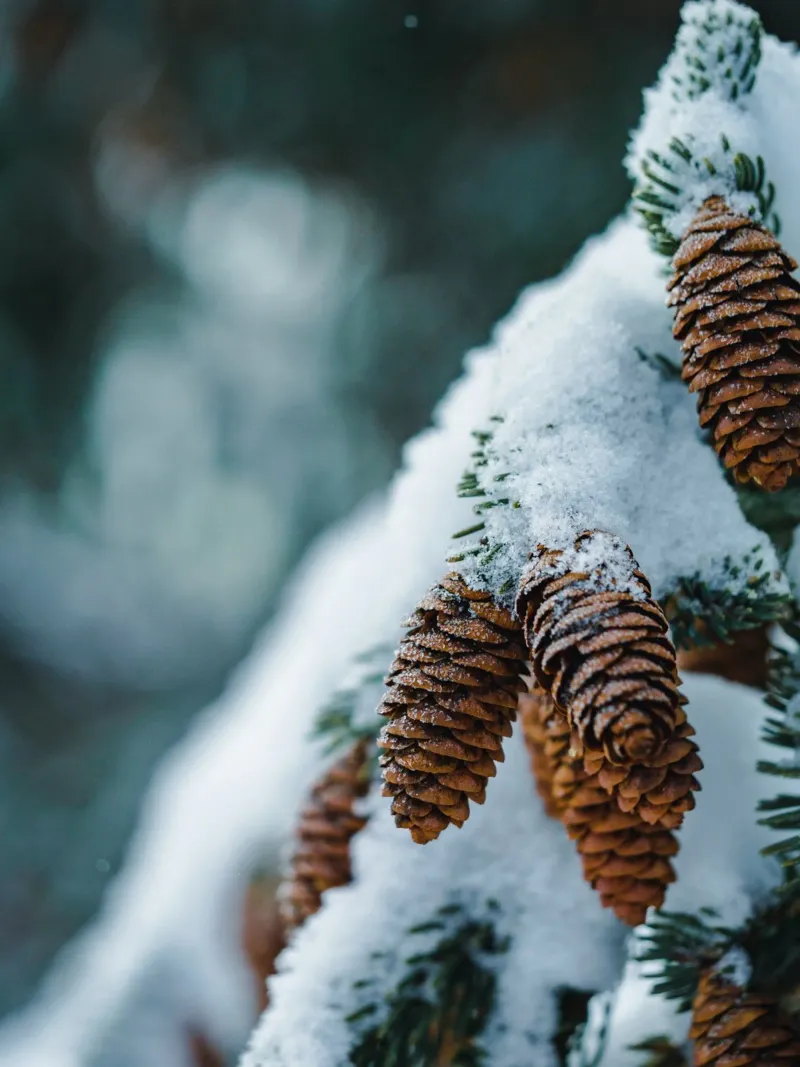Winter pine cones - natural elegance acrylic glass by Whole©