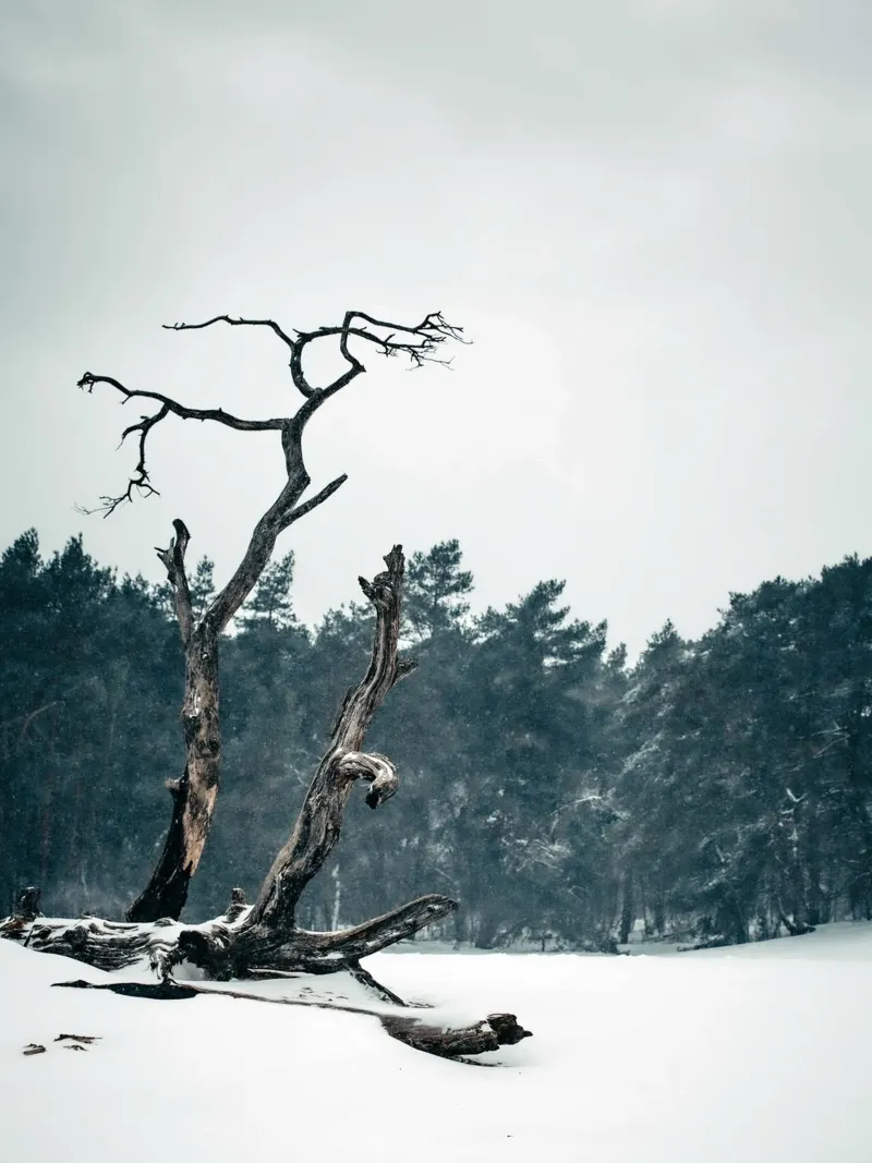 Albero d'inverno - Bellezza solitaria pellicola backlit da Whole©