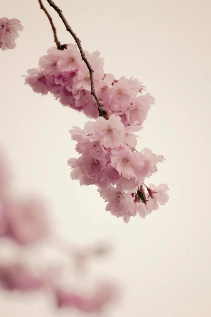 Forever Spring pellicola backlit da Monika Strigel