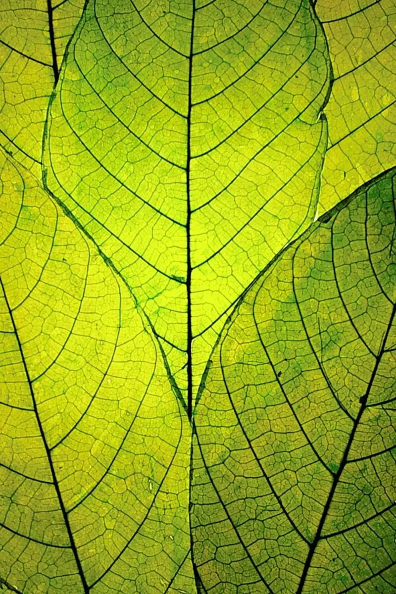 Every Leaf A Flower pellicola backlit da Robin Delean