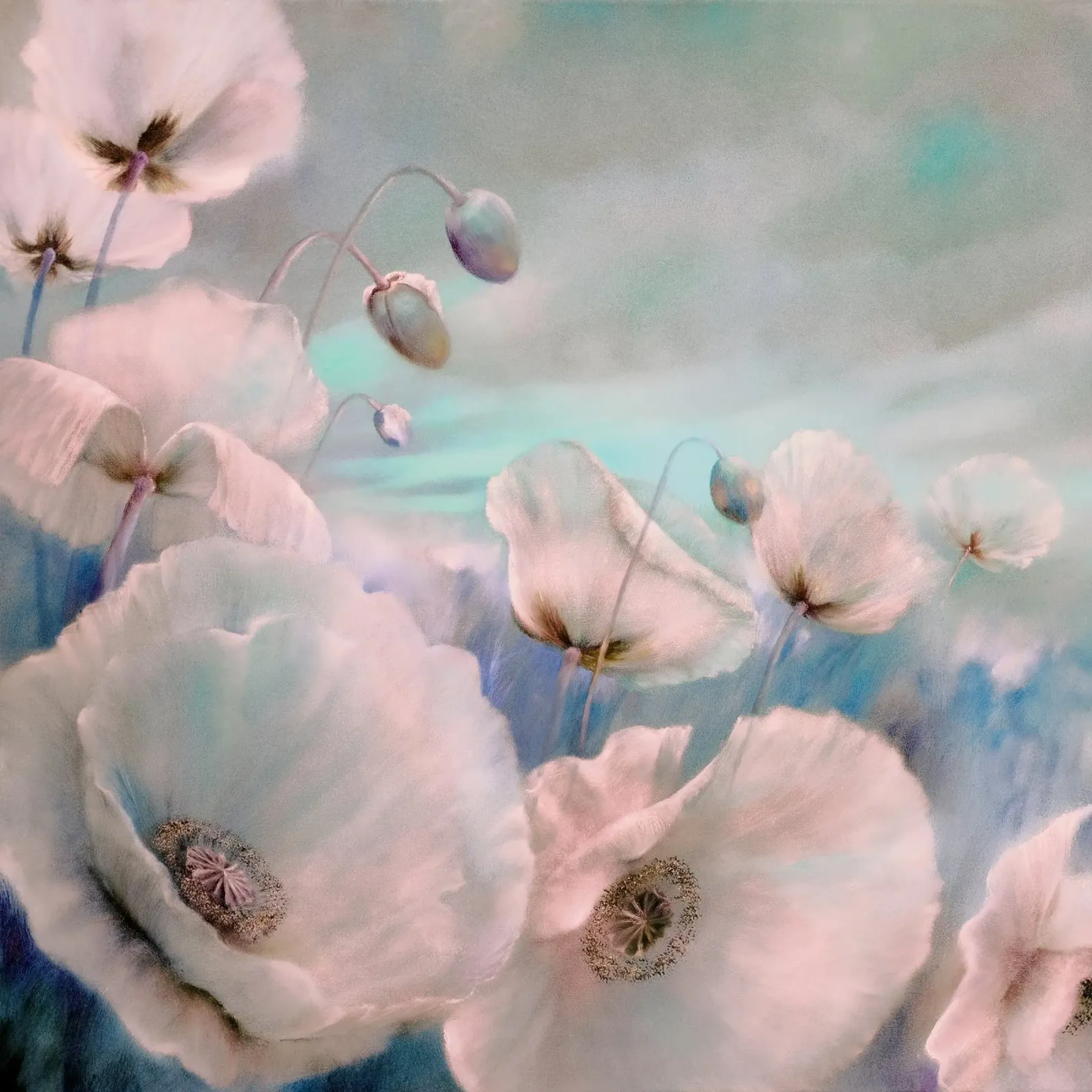 White poppies in the summer wind pellicola backlit da Annette Schmucker