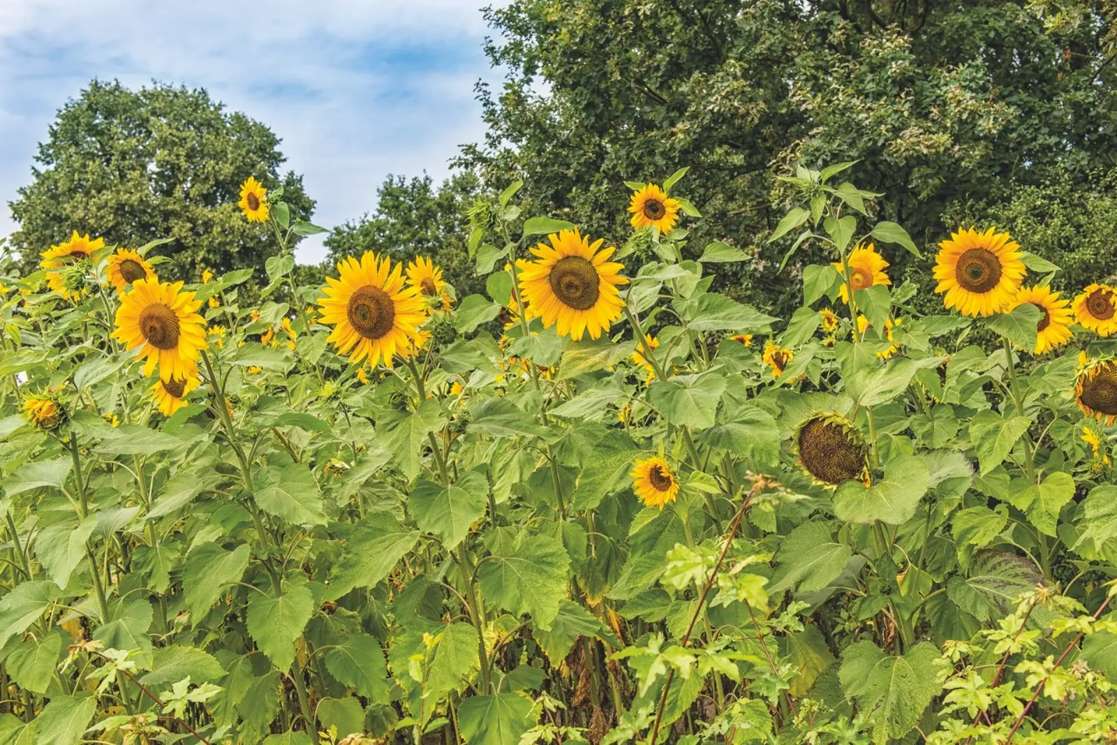 Un radiante homenaje al sol - Girasoles placa de forex de Curious Collections by Marielle Leenders