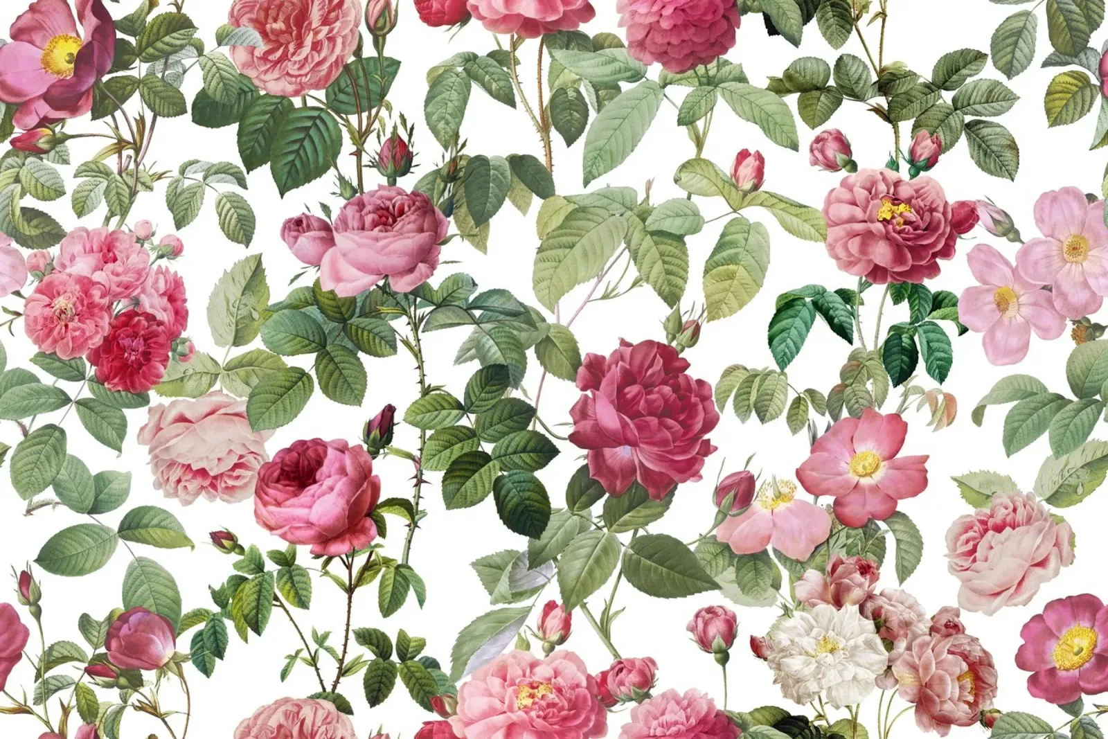 Redoute Roses Pastel White alu-dibond by Andrea Haase Floral Passion