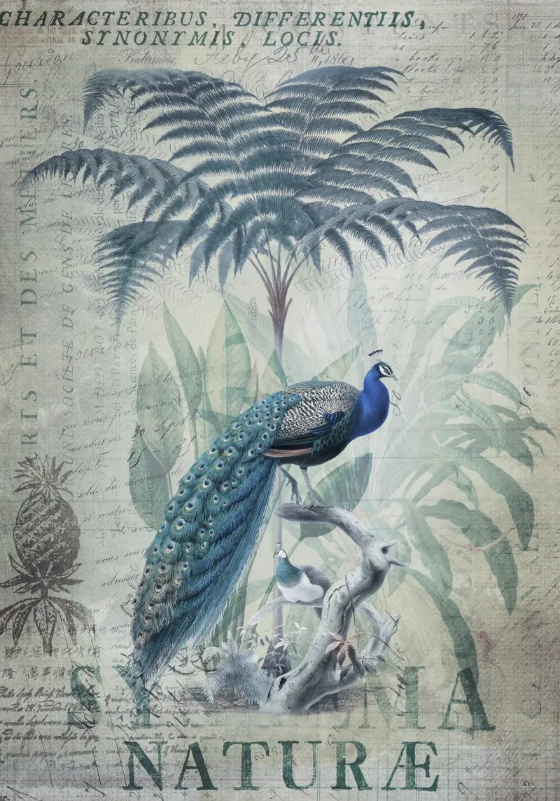 Paradiso mistico dei pavoni carta hahnemühle da Andrea Haase Vintage World