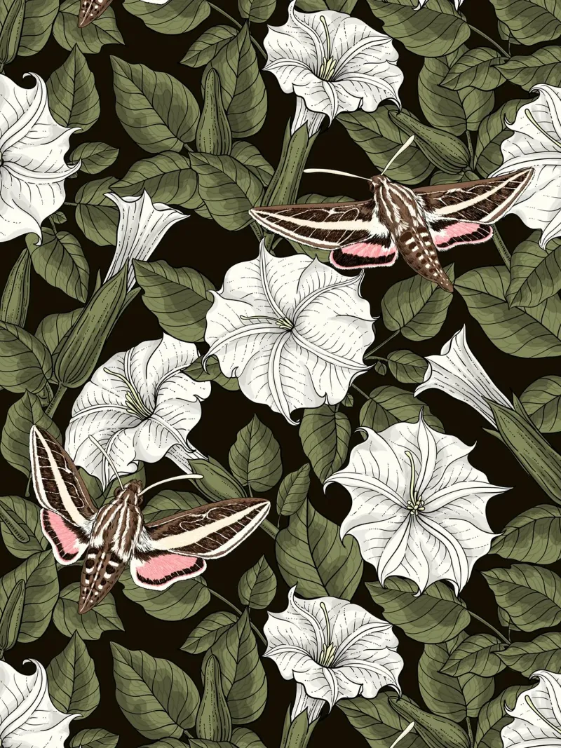 Fiori di luna e falene sfingi in verde e bianco poster con telaio in plastica da Painted Nature