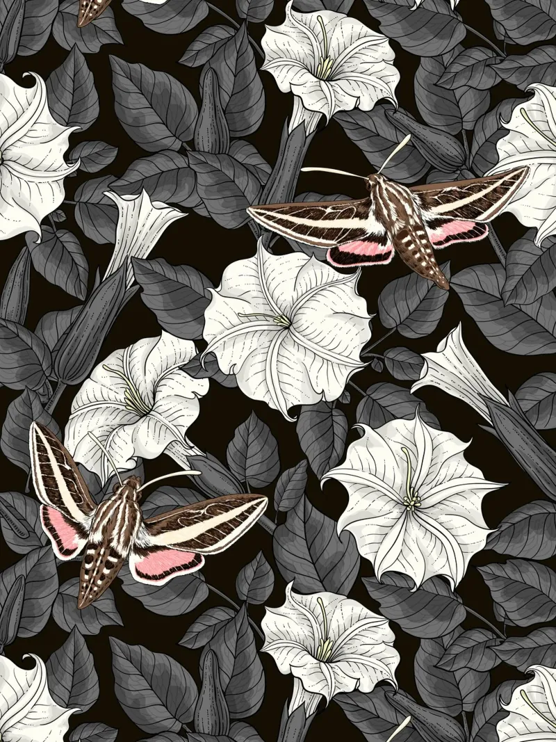 Fiori di luna e falene sfingi in grigio e bianco poster con telaio in plastica da Painted Nature
