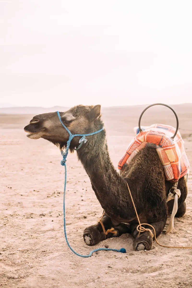 Morocco Dromedary Camel pellicola backlit da patiphotography