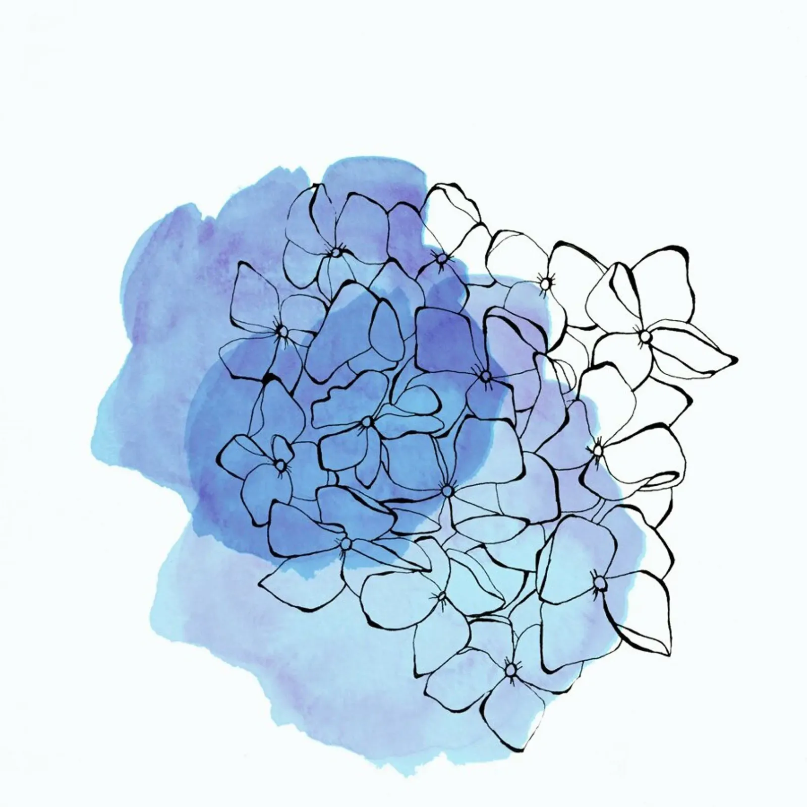 Hydrangea pellicola backlit da Morgan Kendall