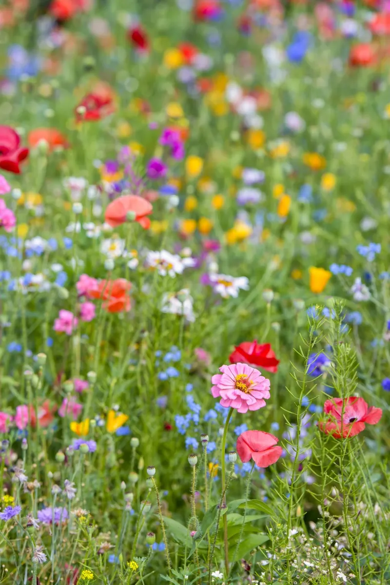 Un vivace arazzo di fiori - Beautiful Wildflowersfield pellicola backlit da Curious Collections by Marielle Leenders