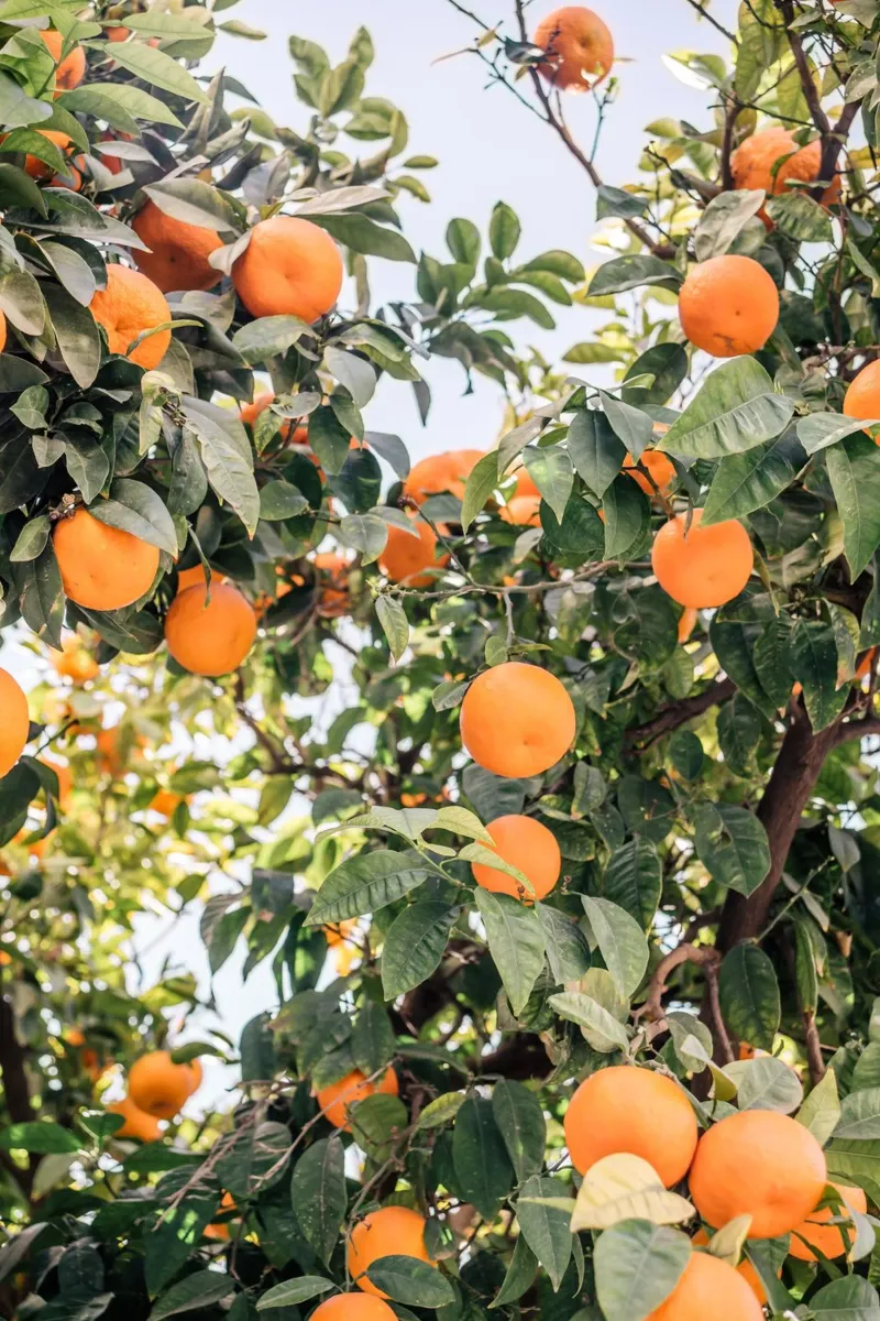 Sevilla Orange Tree poster with plastic frame by patiphotography