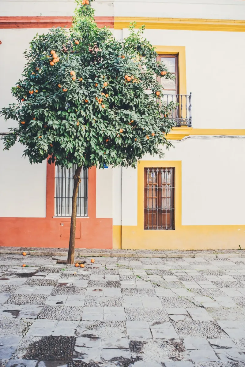 Orange Tree in Sevilla poster with plastic frame by patiphotography