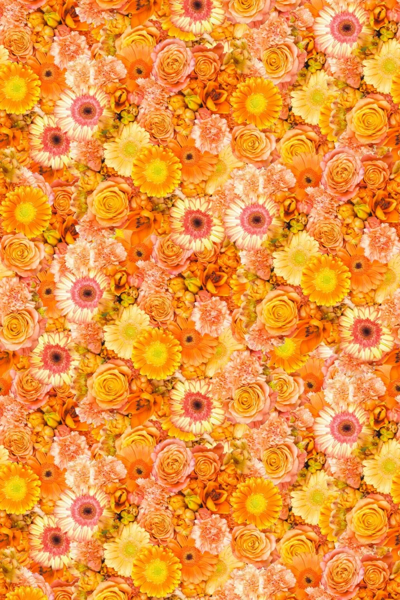 Un mare di arancione - Fiori in piena fioritura pellicola backlit da Curious Collections by Marielle Leenders