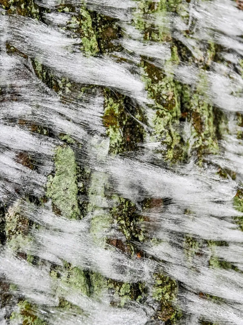 Design di muschio invernale: la natura incontra l'arte poster con telaio in legno da Whole©