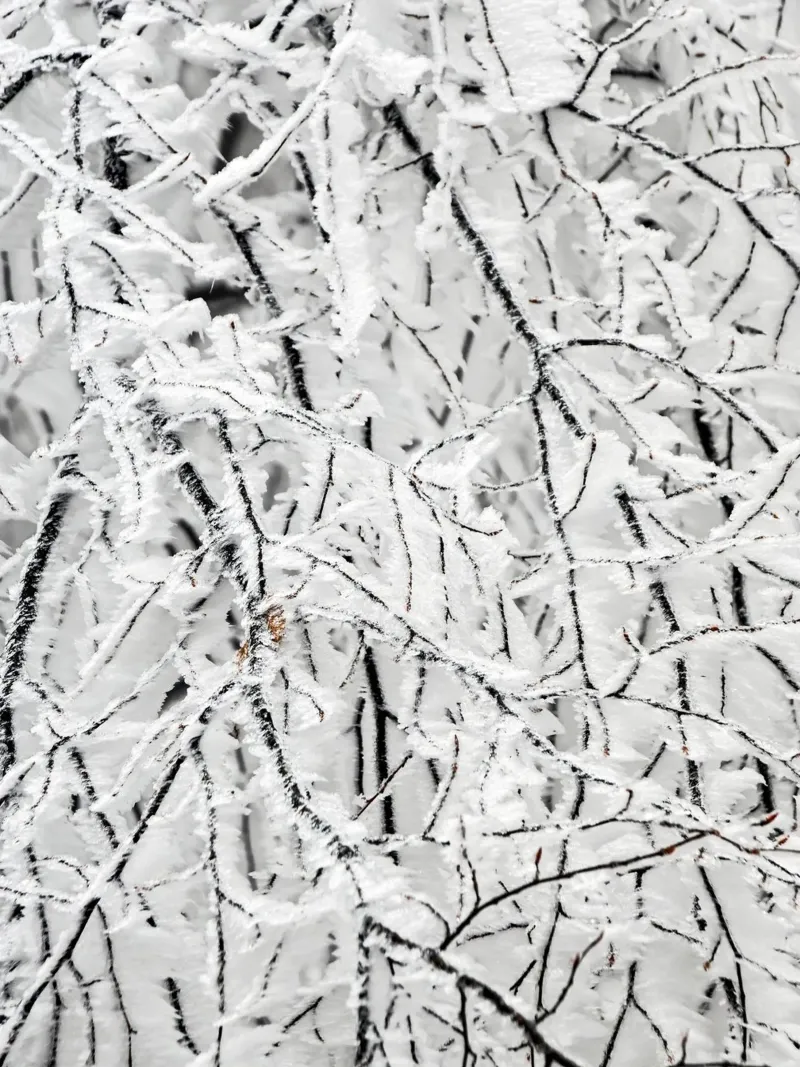 Snow-covered branches - Winter structural art canvas with Floater frame by Whole©