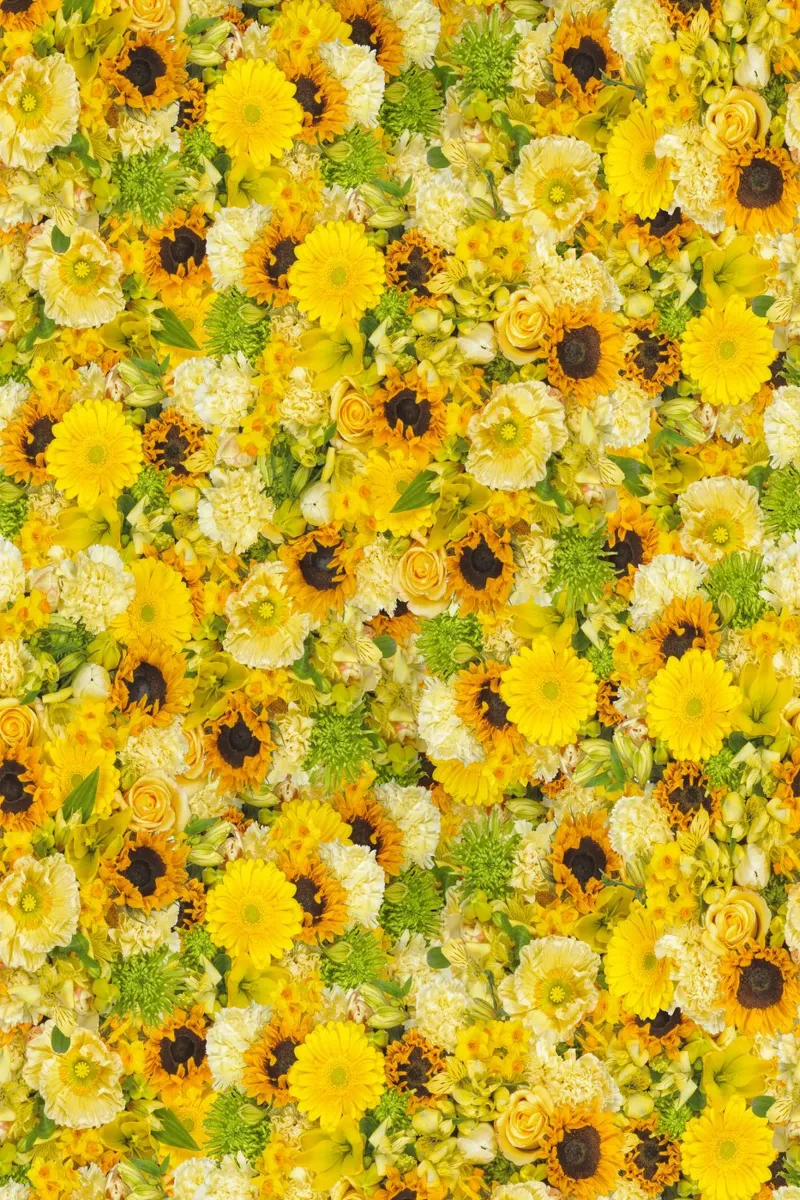 Un'esplosione di sole in ogni petalo - Fiori gialli pellicola backlit da Curious Collections by Marielle Leenders
