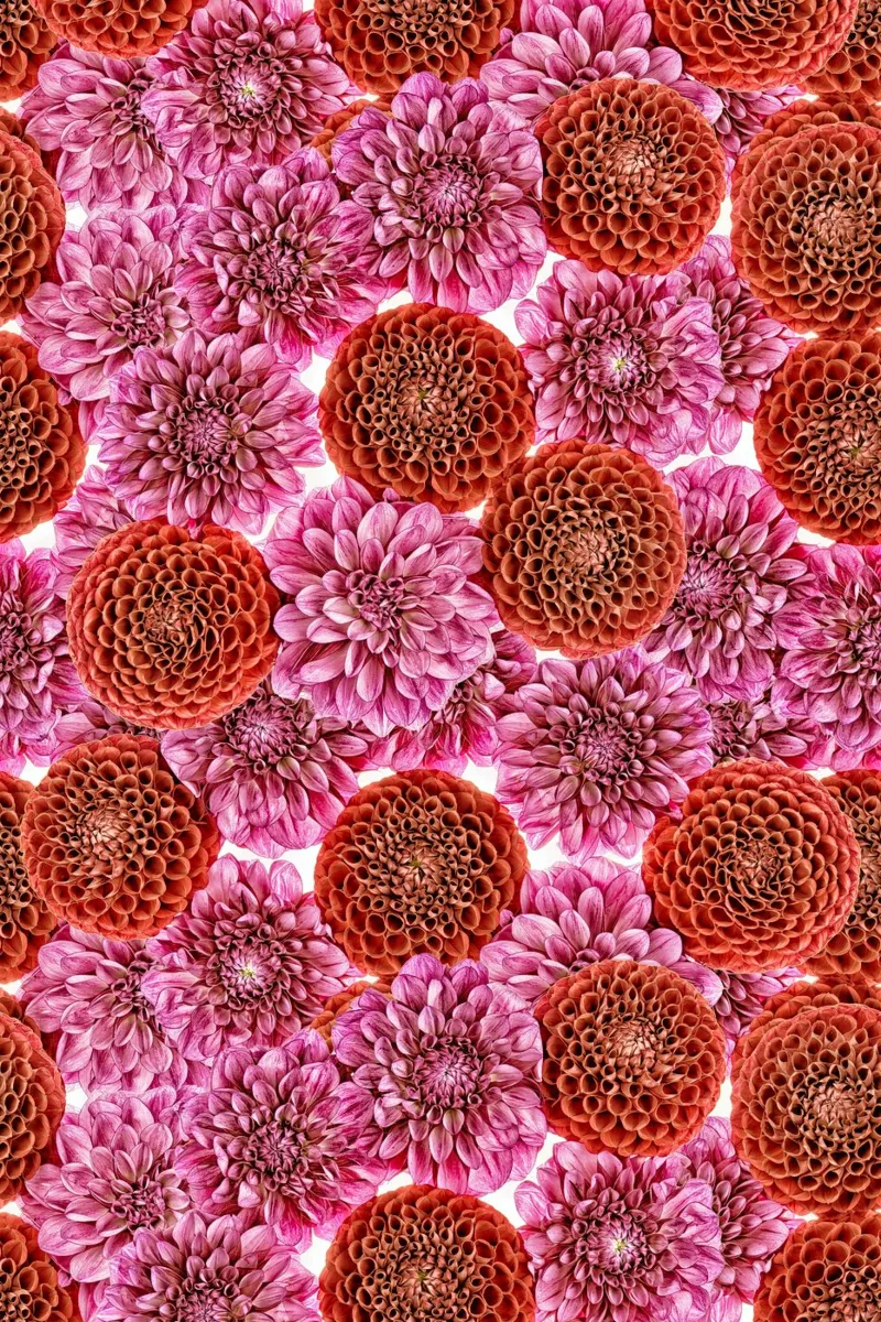 Un arazzo floreale di dalie rosse e viola regali. carta hahnemühle da Curious Collections by Marielle Leenders