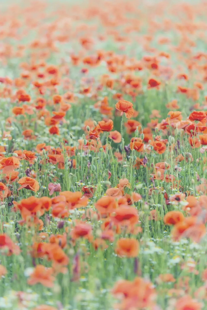 Fields of Red - Eine Liebesgeschichte in Mohnblumen geschrieben Hahnemühle von Curious Collections by Marielle Leenders