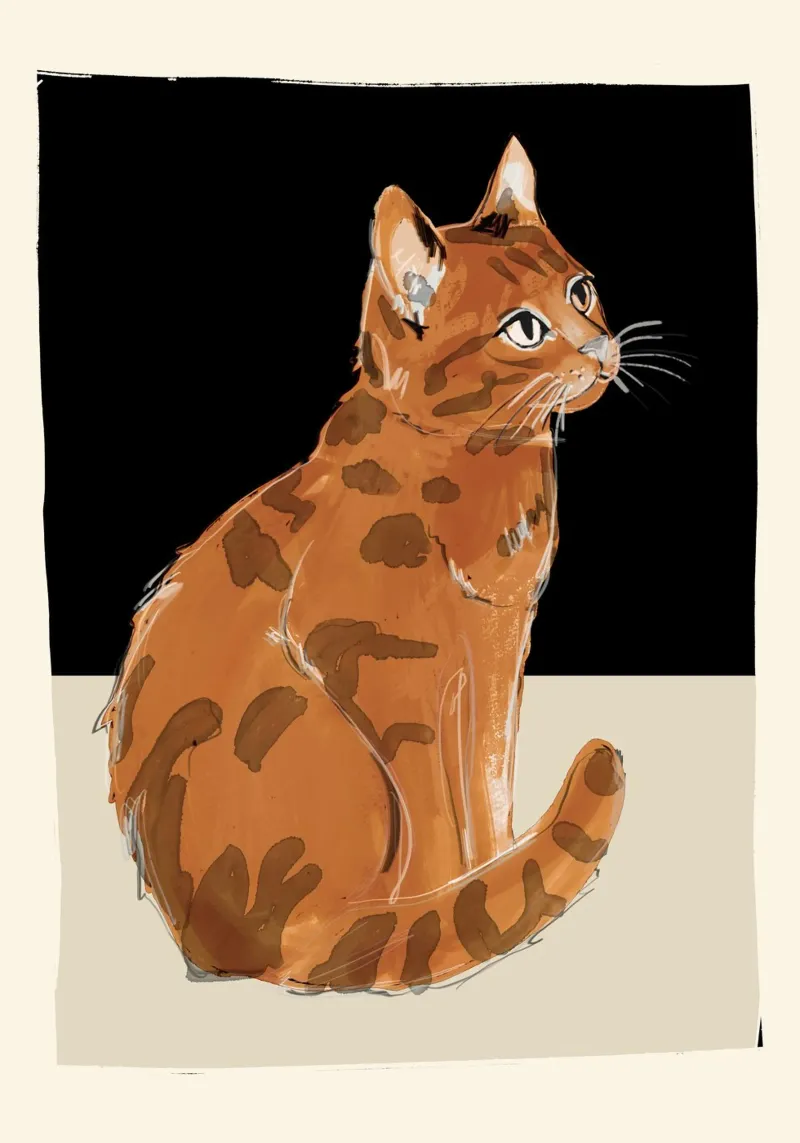 Cat 11 pellicola backlit da ThingDesign