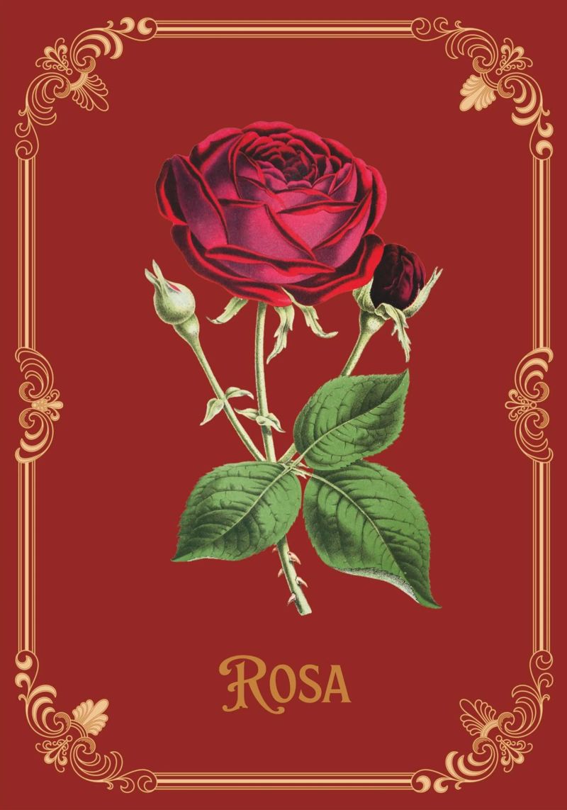 Rosa Poster von Luna & Noctua