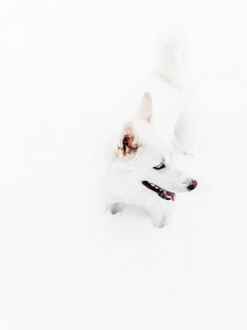 Cane bianco nella neve pellicola backlit da Whole©