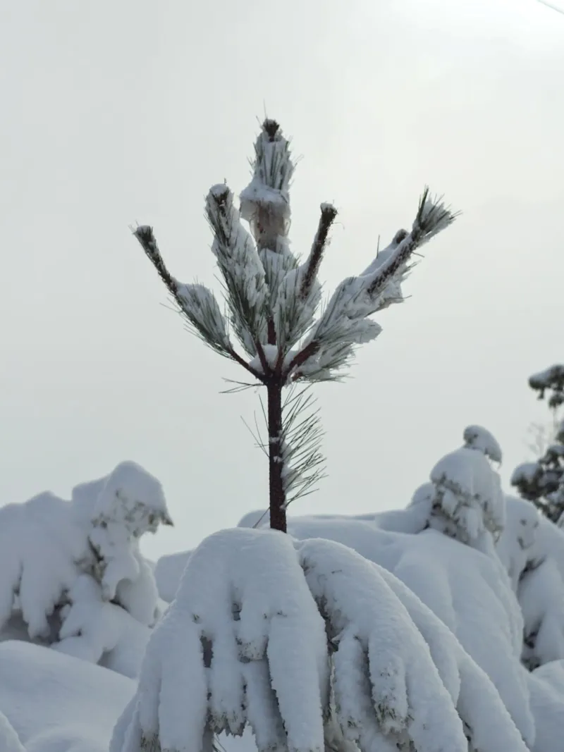 Winterontwerp met besneeuwde dennen canvas met Baklijst van Whole©
