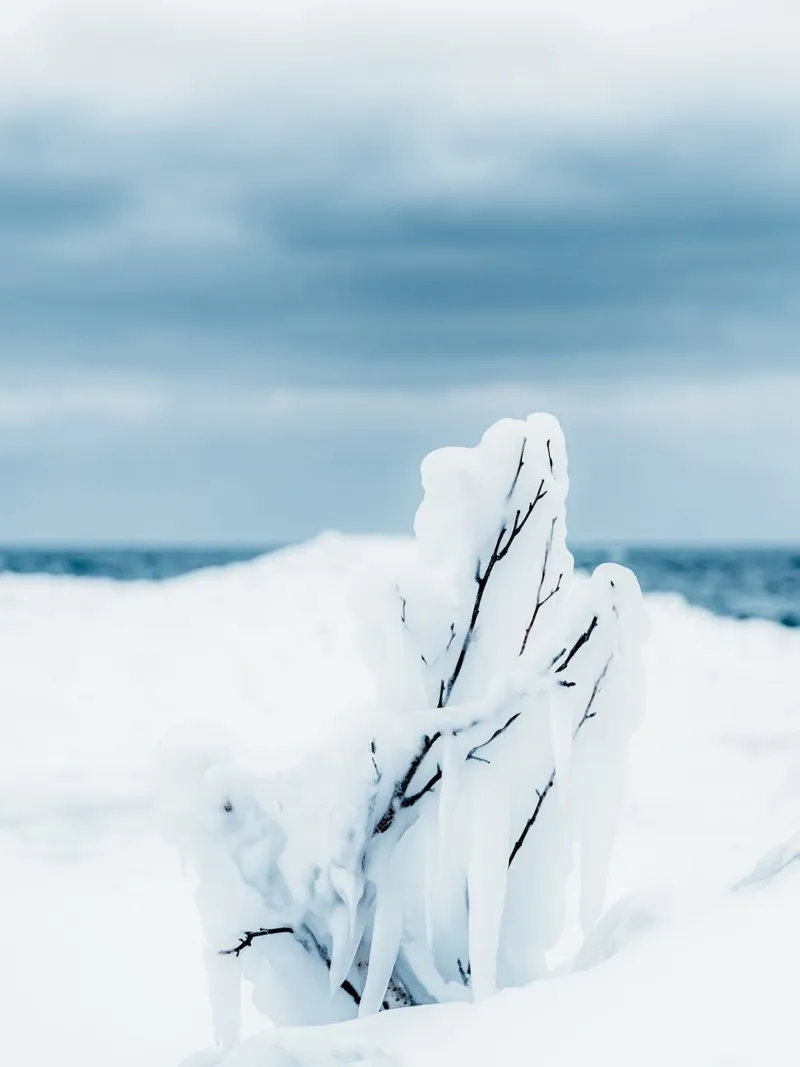 Bevroren tak winterlandschap hahnemühle van Whole©