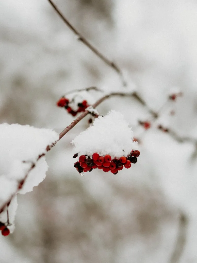 Bacche rosse nella neve carta hahnemühle da Whole©