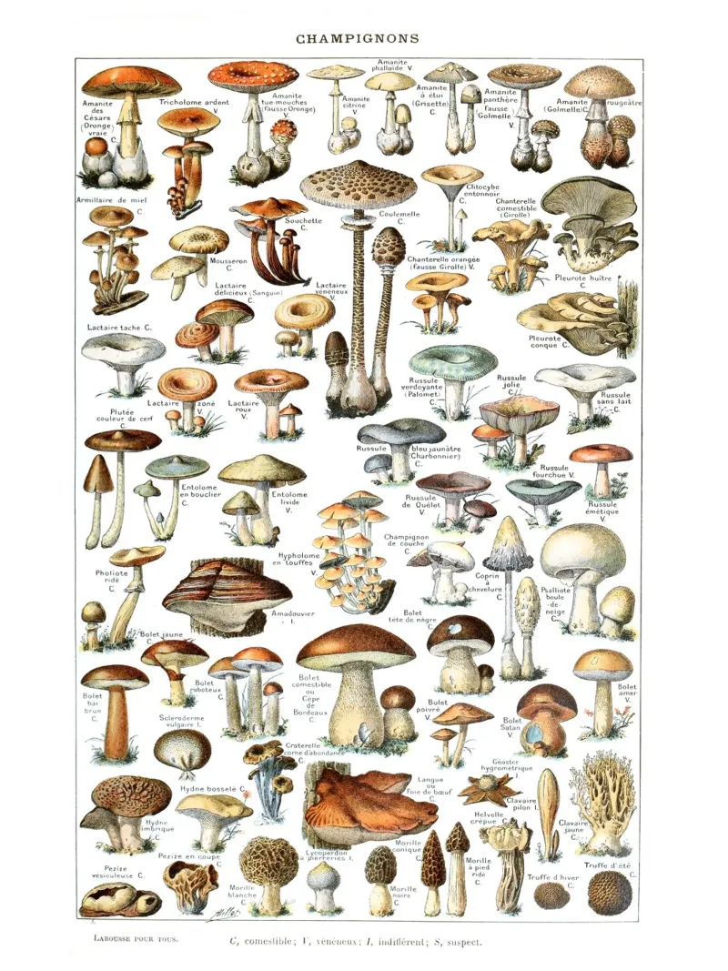 Kitchen art french vintage mushrooms art food print poster by Studio Vintage