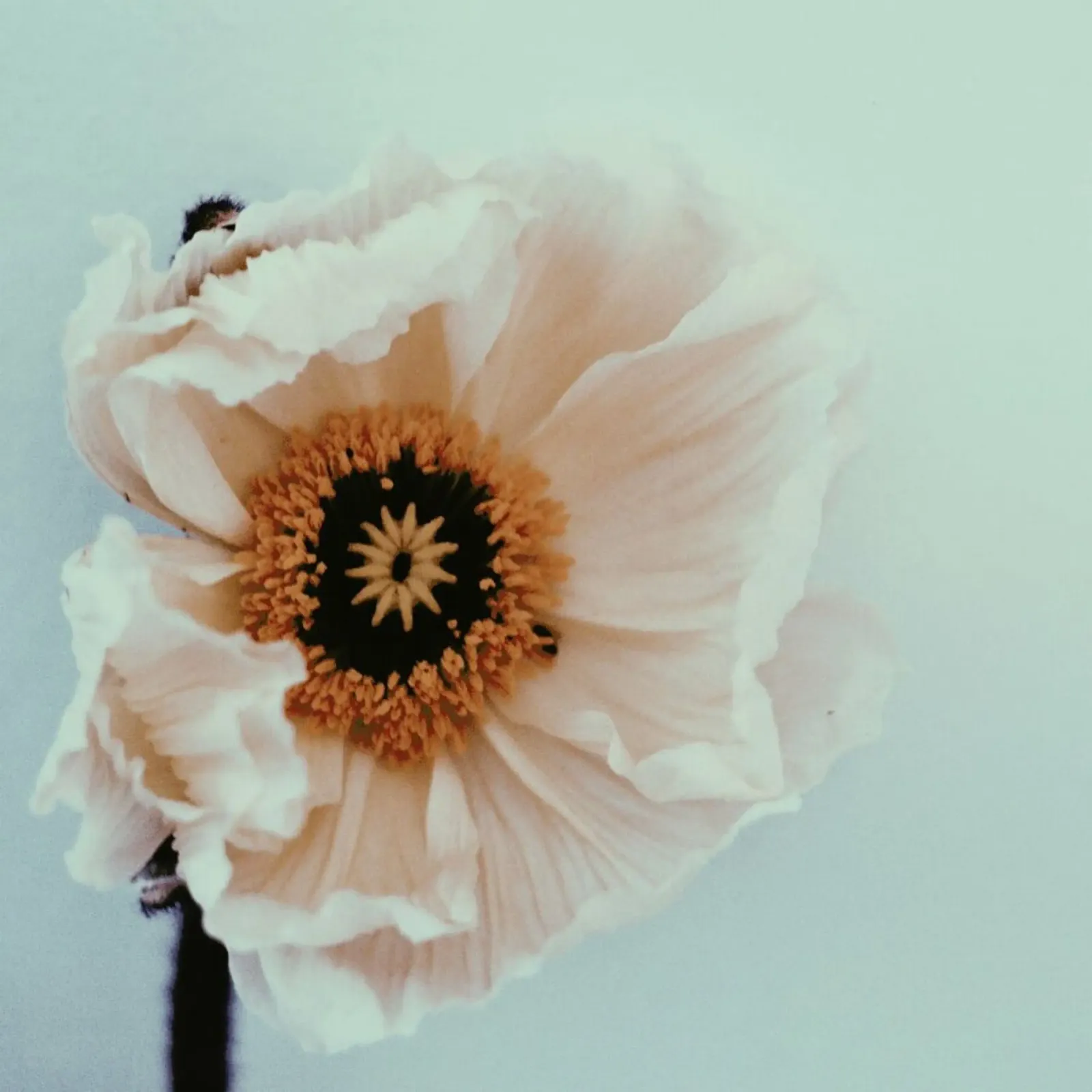 Bloom pellicola backlit da Morgan Kendall