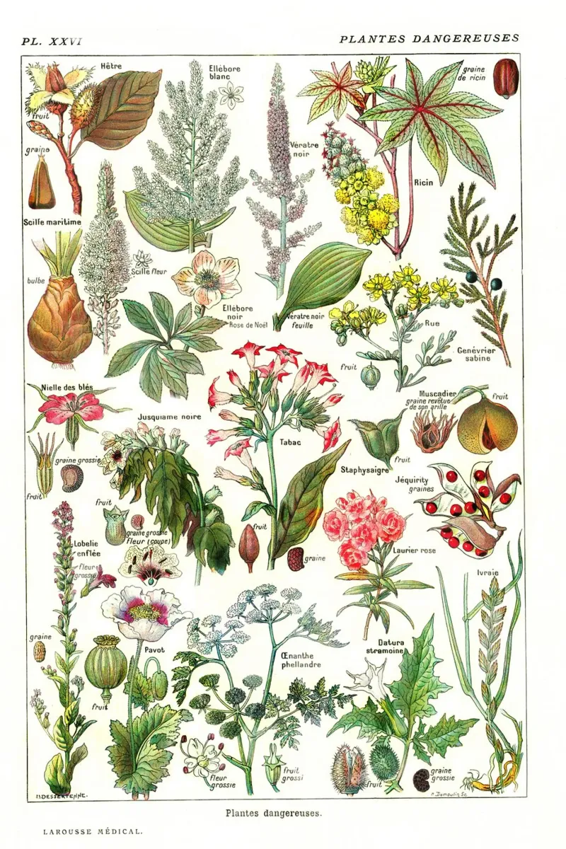 Millot Dangerous Plants: French Botanical Art poster with plastic frame by Studio Vintage