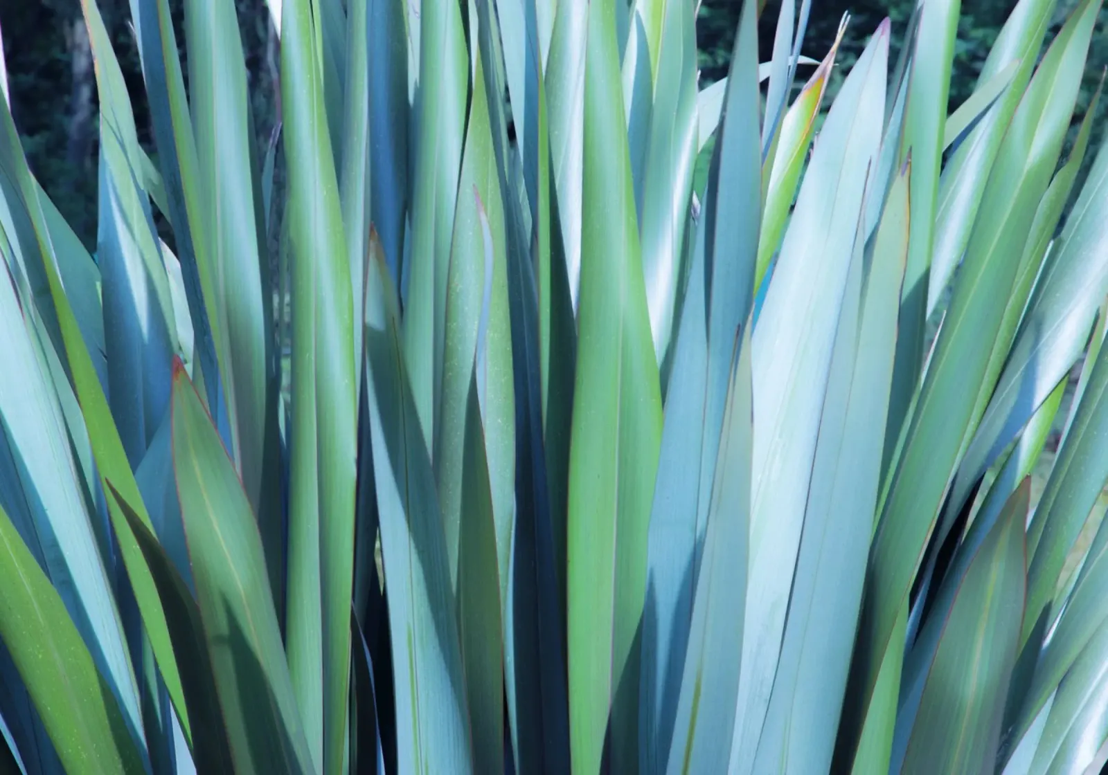 Green and Blue Leaves hahnemühle by Teresa André