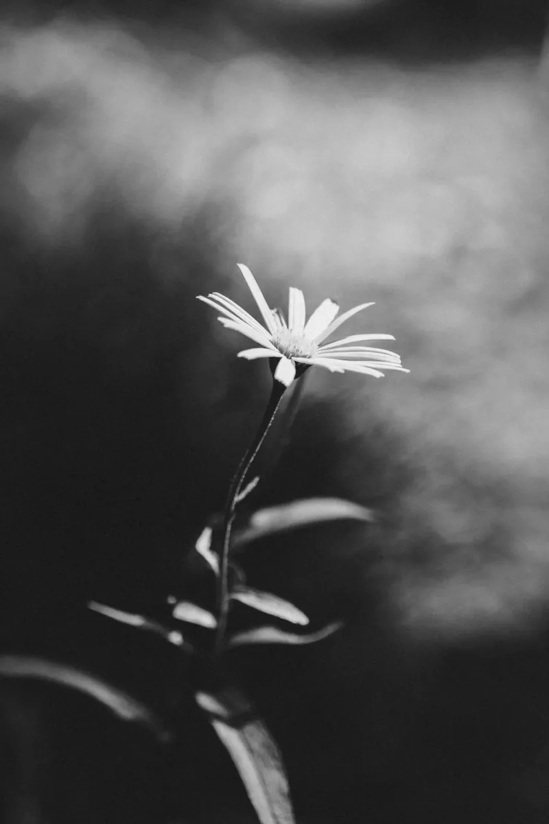 Fiore delicato a fuoco - estetica monocromatica pellicola backlit da Bold and Retro