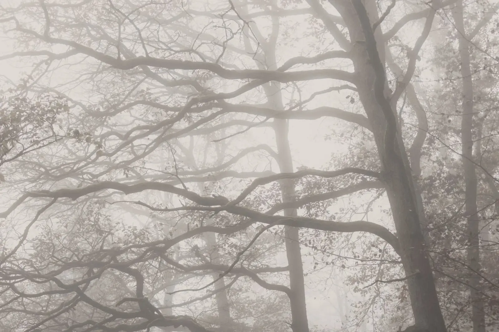 Foggy Woods 10X carta hahnemühle da Mareike Böhmer Photography