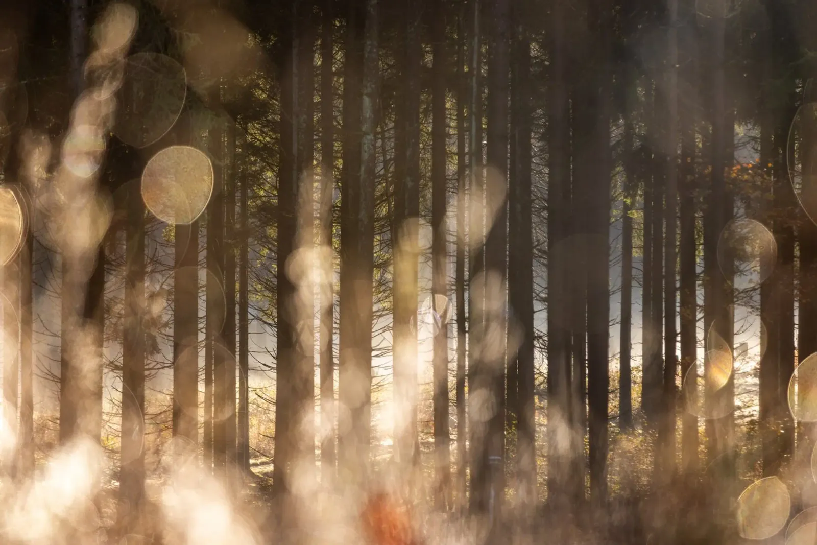 Forest Glow 2 plexiglass da Mareike Böhmer Photography