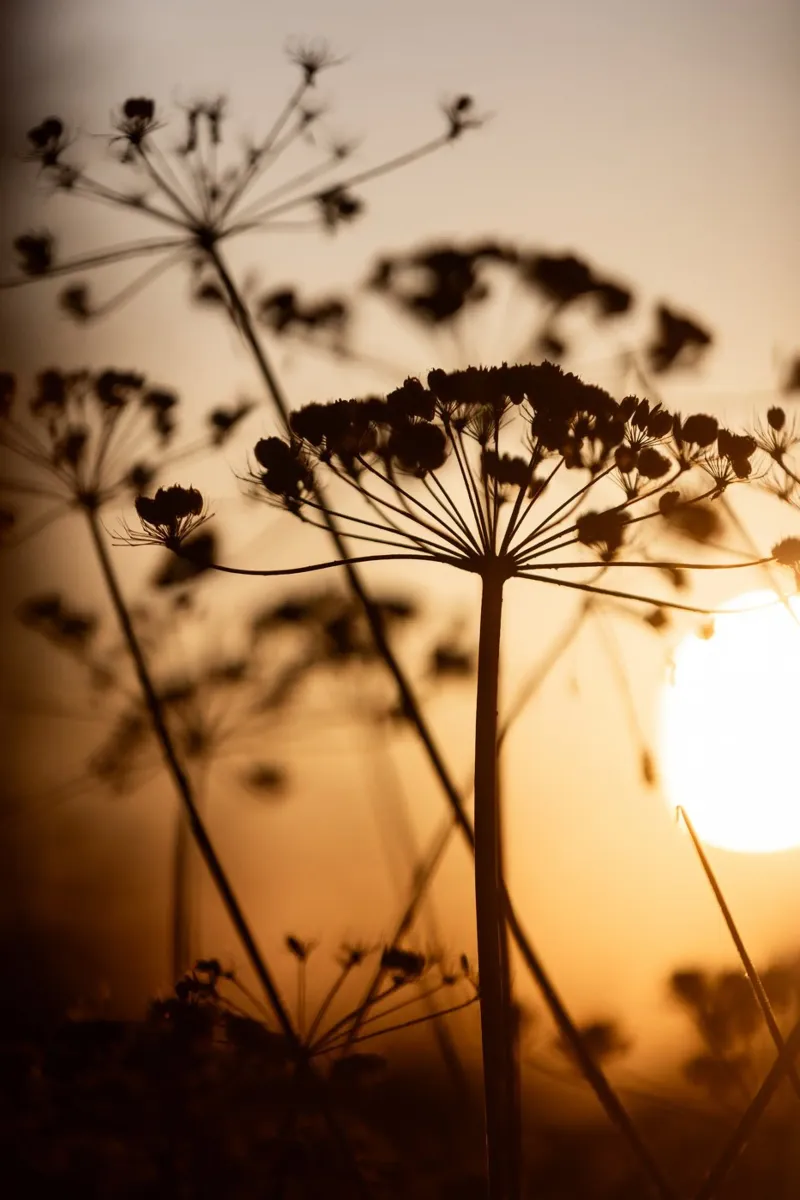 Golden Hour 1 carta hahnemühle da Mareike Böhmer Photography
