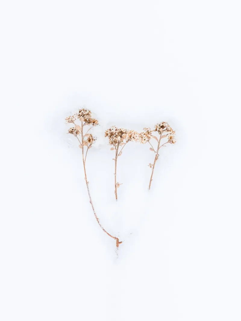Minimal Winter - Delicate natuurlijke esthetiek canvas met Baklijst van Whole©
