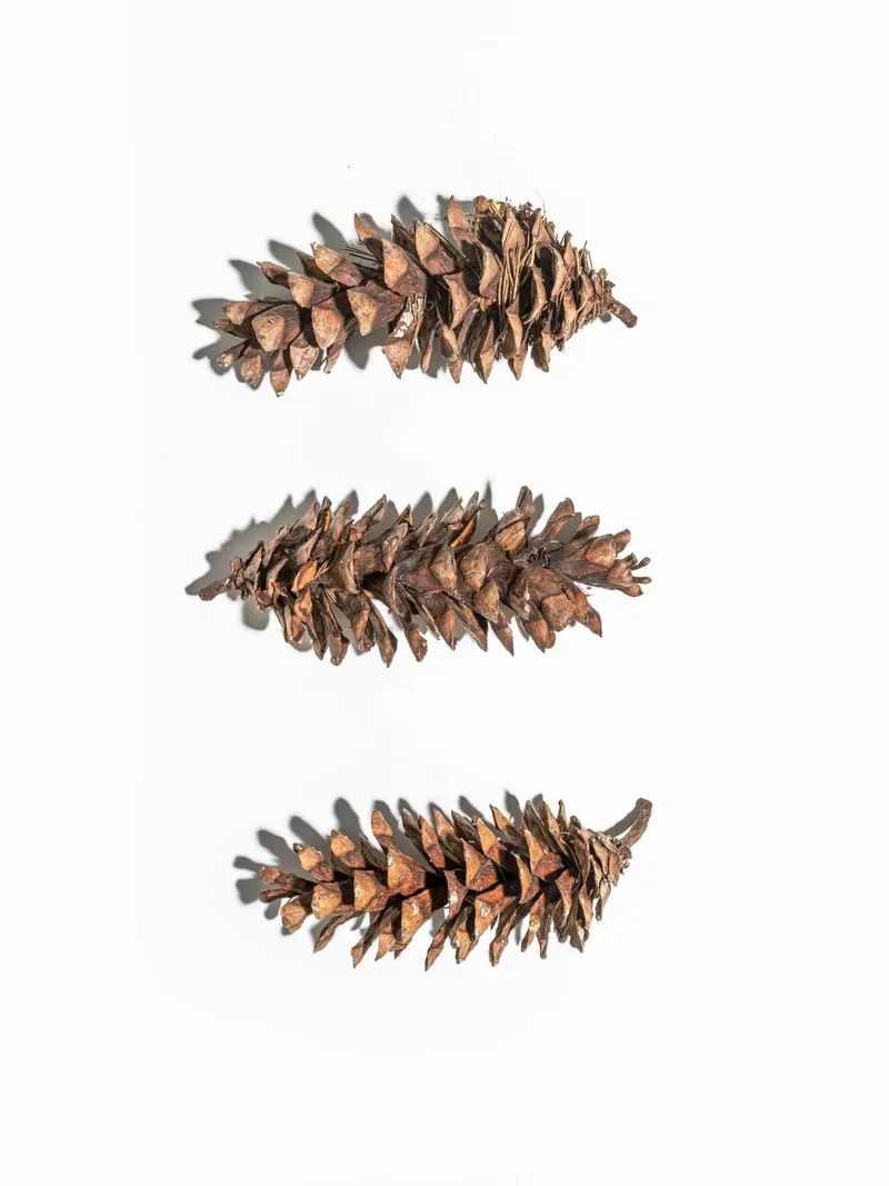 Pine cone art - Minimalist nature design canvas by Whole©